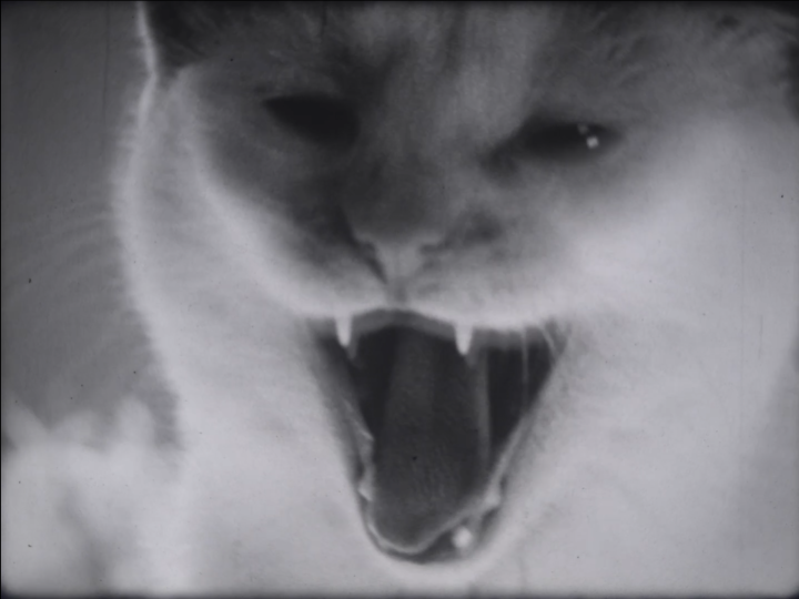 Picpus